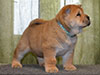 Chow-chow puppy red boy Lav Stori ALMONT-LES-JUNIES (Jules)