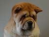 Chow-chow puppy red boy Lav Stori ALMONT-LES-JUNIES (Jules)