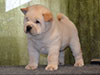 Chow-chow puppy cream boy Lav Stori AVAN-LE-RAMUZ (Ramik)