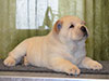 Chow-chow puppy cream boy Lav Stori AVAN-LE-RAMUZ (Ramik)