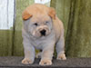 Chow-chow puppy cream boy Lav Stori AVAN-LE-RAMUZ (Ramik)