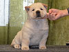 Chow-chow puppy cream boy Lav Stori AVAN-LE-RAMUZ (Ramik)