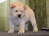 Chow-chow puppy cream boy Lav Stori AVAN-LE-RAMUZ (Ramik)