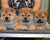 Chow-chow puppies in Moscow