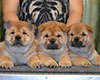 Chow-chow smooth puppies in Moscow