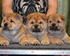 Chow-chow puppies in Moscow