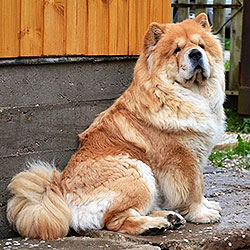 Red chow-chow LAV STORI OLAIDA