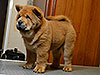 Chow-chow puppy red smooth boy