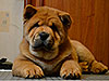 Chow-chow puppy red smooth boy