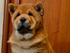 Chow-chow puppy red smooth boy