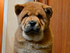 Chow-chow puppy red smooth boy