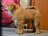 Chow-chow puppy red smooth boy