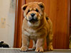 Chow-chow puppy red smooth boy