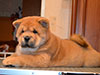 Chow-chow puppy red smooth girl
