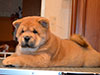 Chow-chow puppy red smooth boy