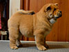 Chow-chow puppy red smooth boy