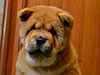 Chow-chow puppy red smooth boy