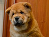 Chow-chow puppy red smooth boy