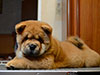 Chow-chow puppy red smooth boy