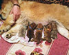 Chow chow puppies Lo-Re Pepperland Troubadour + LAV STORI OLAIDA