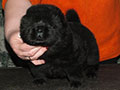 Chow-chow puppy black boy