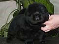 Chow-chow puppy black boy