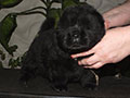 Chow-chow puppy black boy