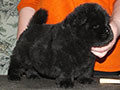 Chow-chow puppy black boy