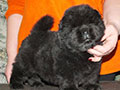 Chow-chow puppy black boy