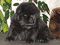 Chow-chow puppy black boy