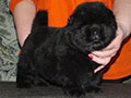 Chow-chow puppy black boy