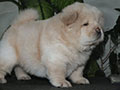 Chow-chow puppy cream boy
