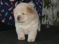 Chow-chow puppy cream boy