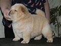 Chow-chow puppy cream boy