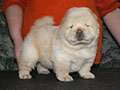 Chow-chow puppy cream boy