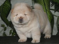 Chow-chow puppy cream boy