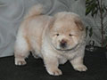 Chow-chow puppy cream boy