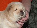 Chow-chow puppy cream boy