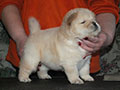 Chow-chow puppy cream girl