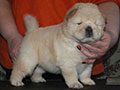 Chow-chow puppy cream girl