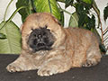 Chow-chow puppy red boy