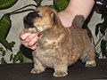 Chow-chow puppy red boy