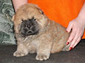 Chow-chow puppy red boy