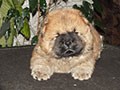 Chow-chow puppy red boy