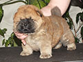 Chow-chow puppy red boy