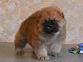 Chow-chow puppy red boy Lav Stori YABLOCHNYI DZHEM