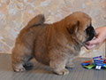 Chow-chow puppy red boy Lav Stori YABLOCHNYI DZHEM