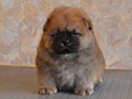 Chow-chow puppy red boy Lav Stori YABLOCHNYI DZHEM