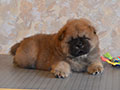 Chow-chow puppy red boy Lav Stori YABLOCHNYI DZHEM