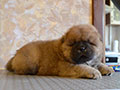 Chow-chow puppy red boy Lav Stori YABLOCHNYI DZHEM